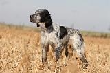 SETTER ANGLAIS 117